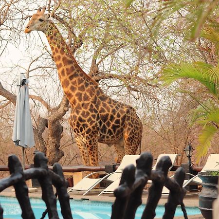 African Rock Lodge Hoedspruit Zewnętrze zdjęcie