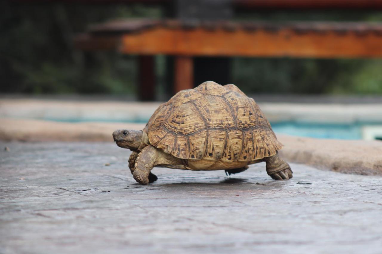 African Rock Lodge Hoedspruit Zewnętrze zdjęcie