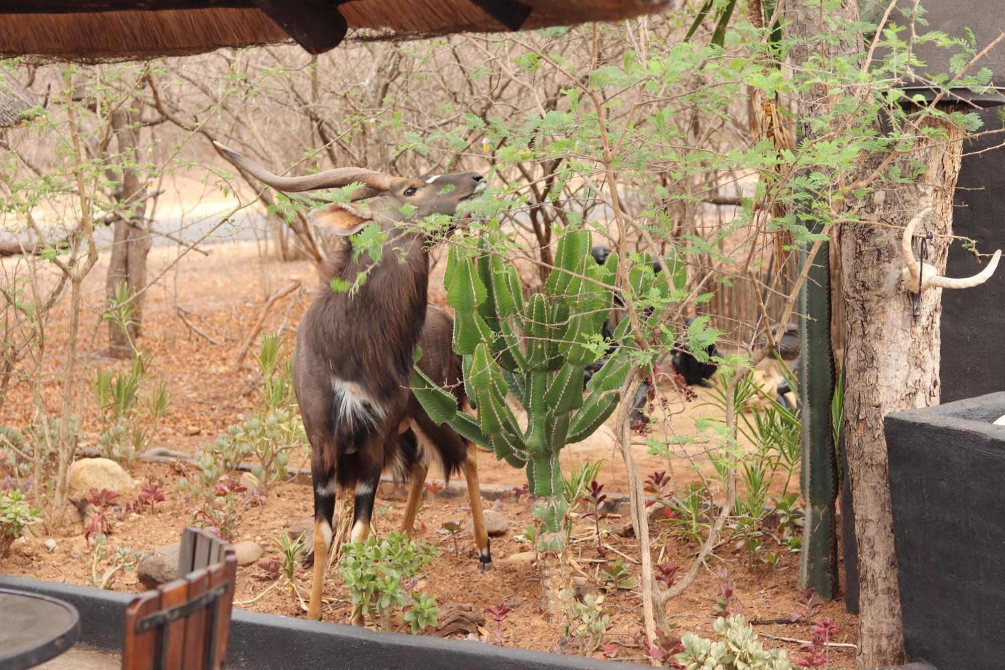 African Rock Lodge Hoedspruit Zewnętrze zdjęcie