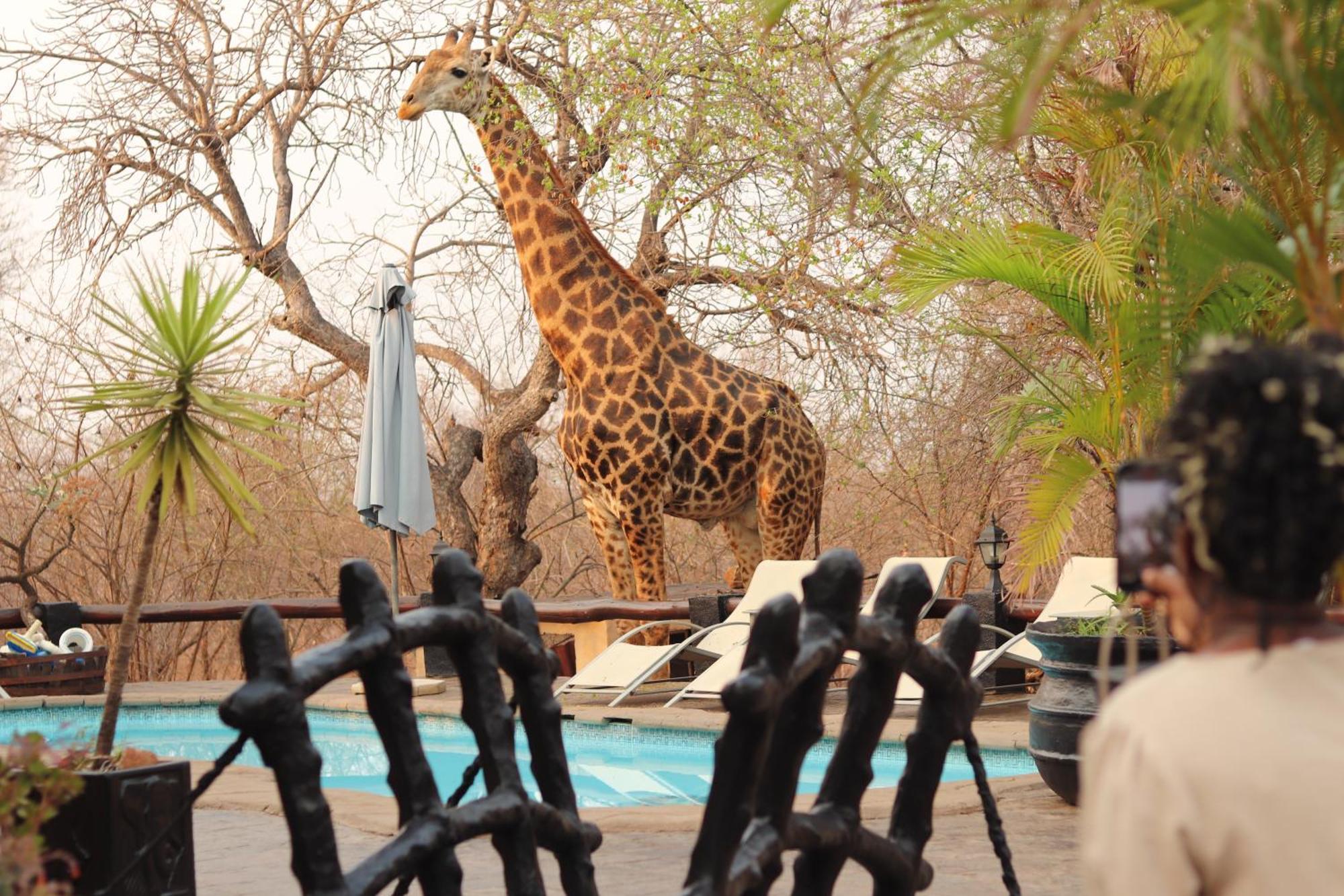 African Rock Lodge Hoedspruit Zewnętrze zdjęcie