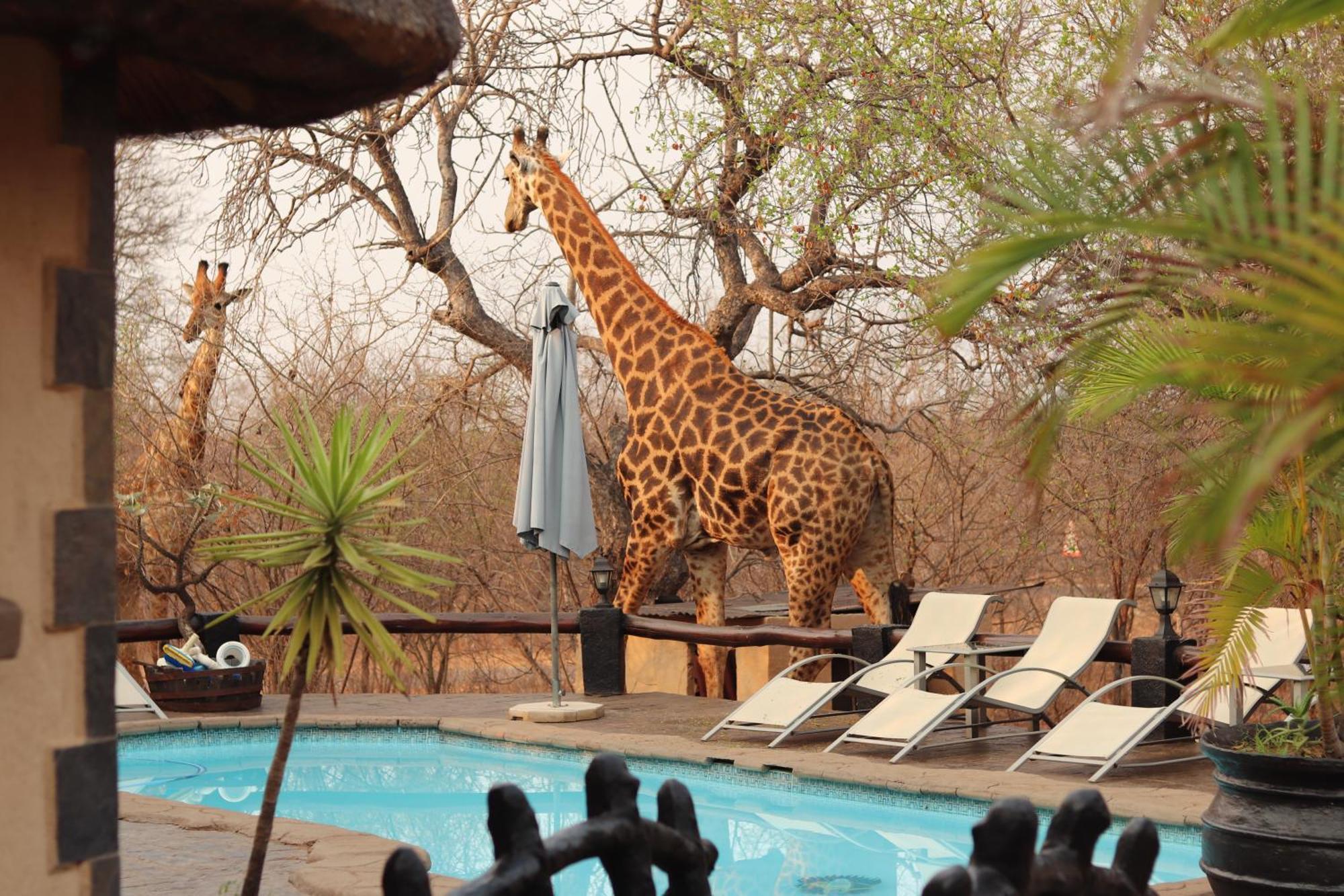 African Rock Lodge Hoedspruit Zewnętrze zdjęcie