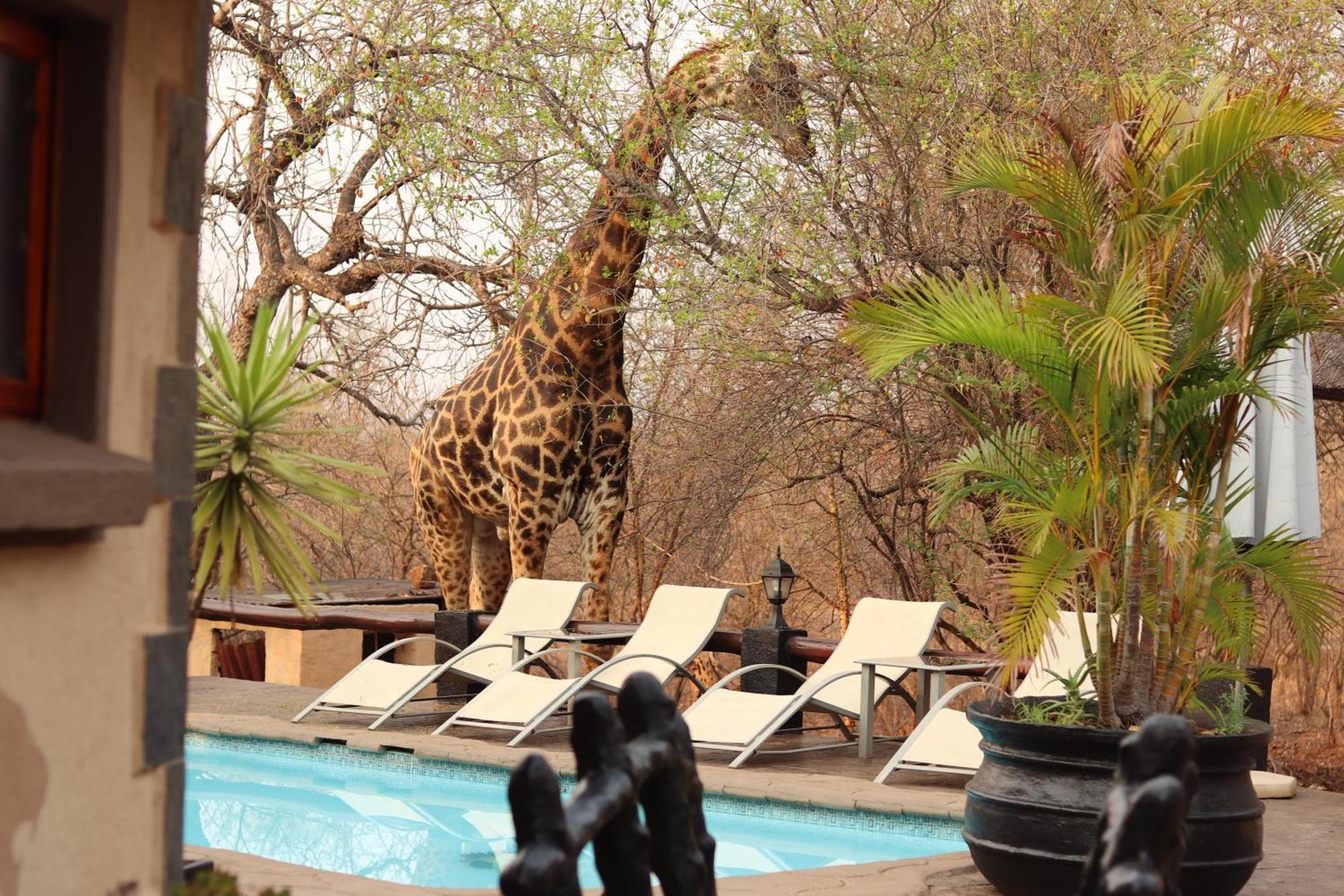 African Rock Lodge Hoedspruit Zewnętrze zdjęcie