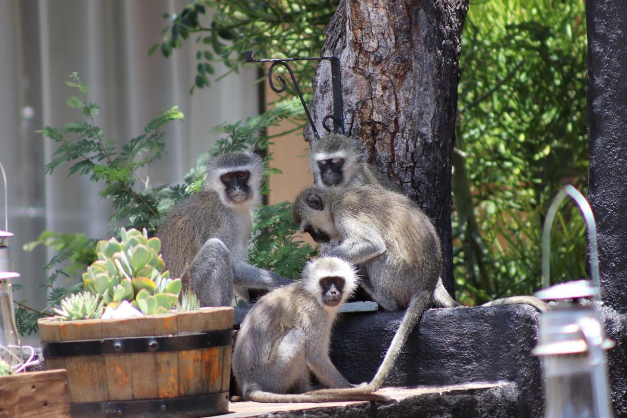 African Rock Lodge Hoedspruit Zewnętrze zdjęcie